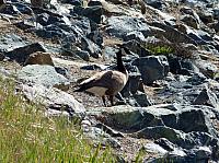 FAUNE 4 (40).JPG
